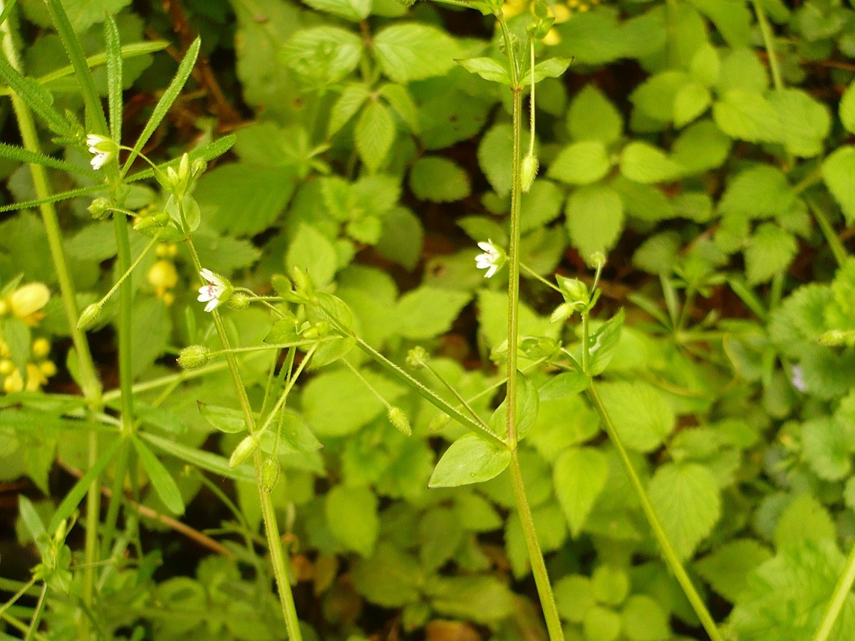 Stellaria neglecta var. neglecta (Caryophyllaceae)